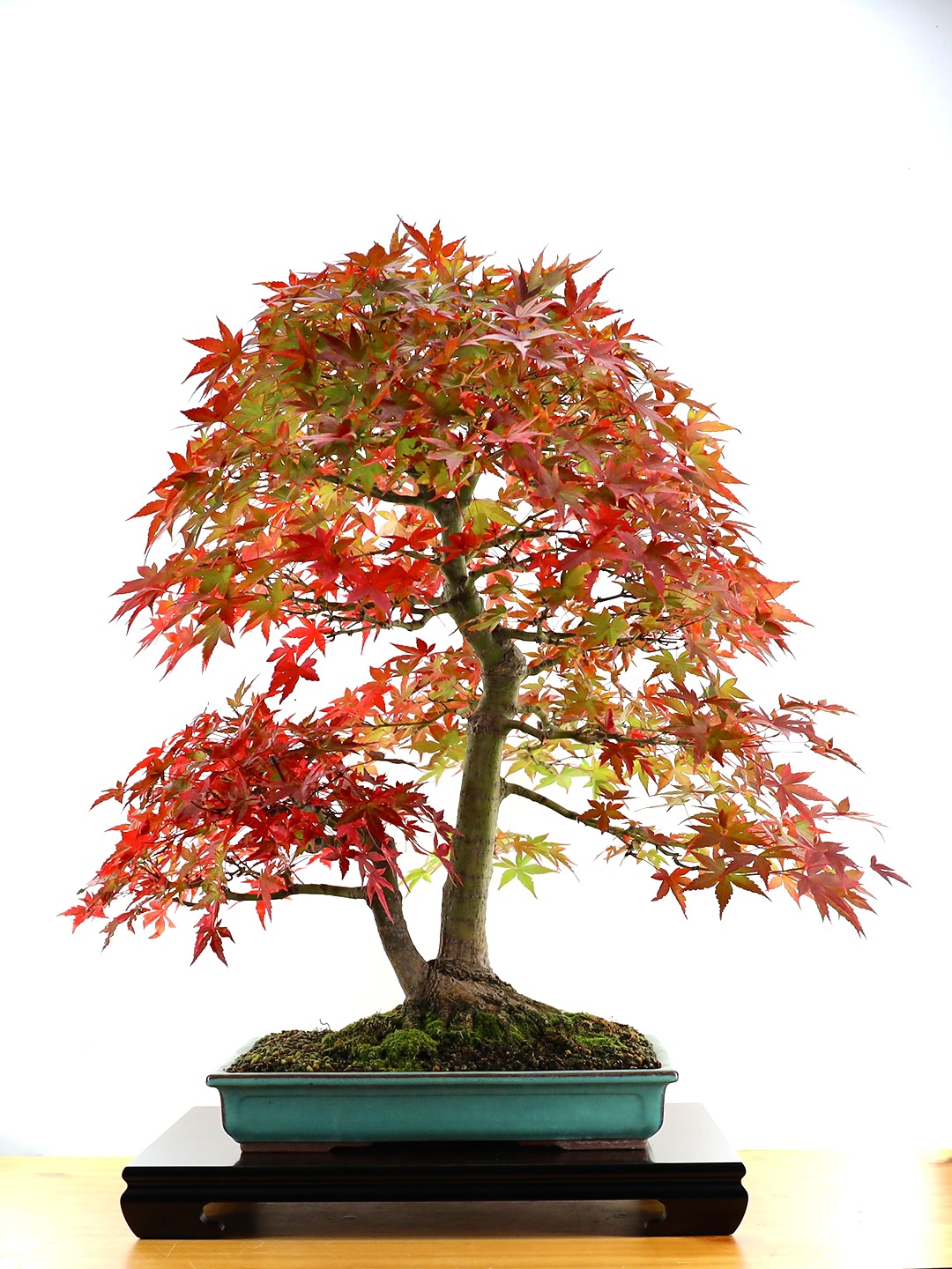 Érable du Japon (Acer Palmatum)