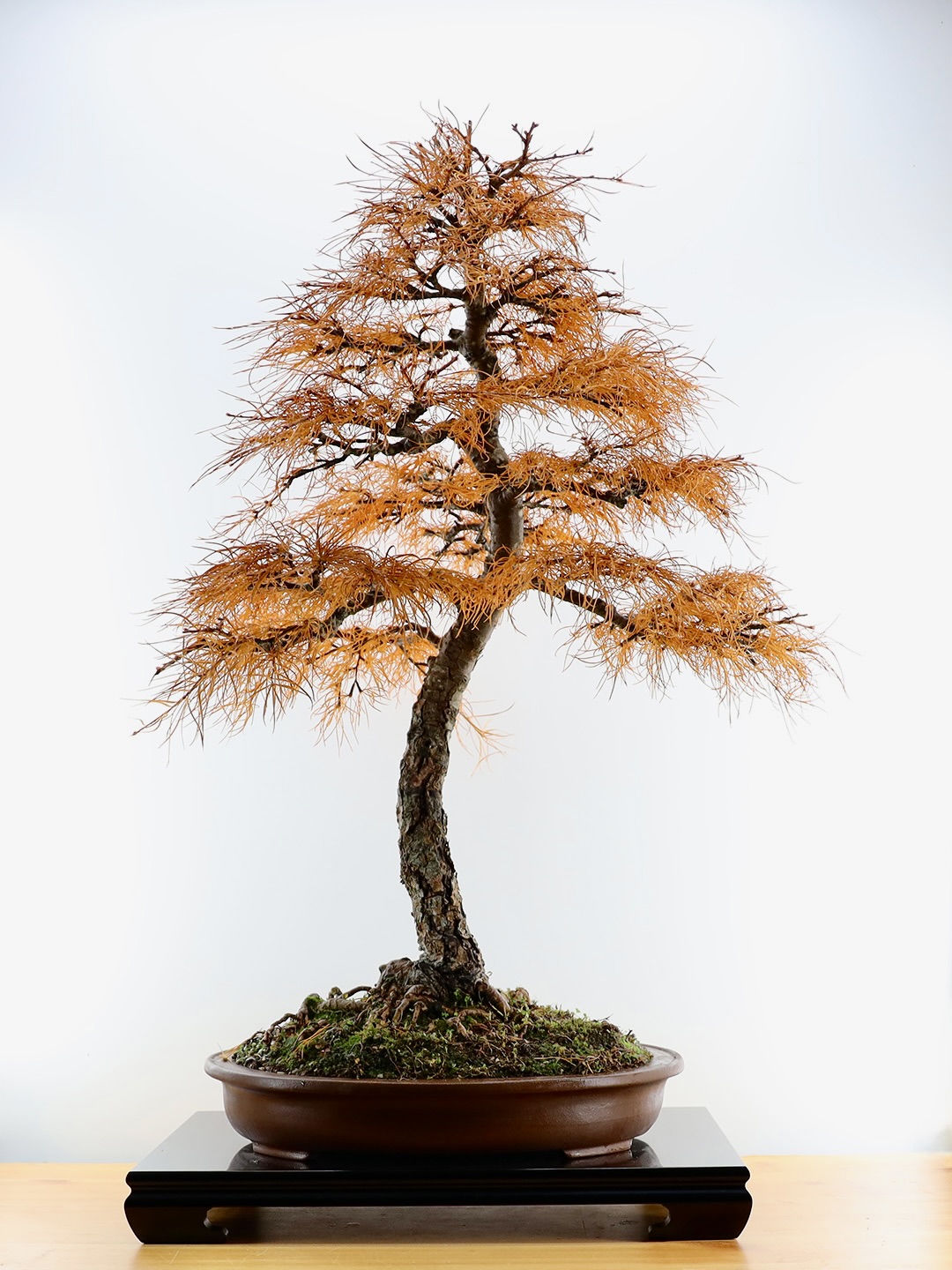 Mélèze de Chine (Pseudolarix Amabilis)