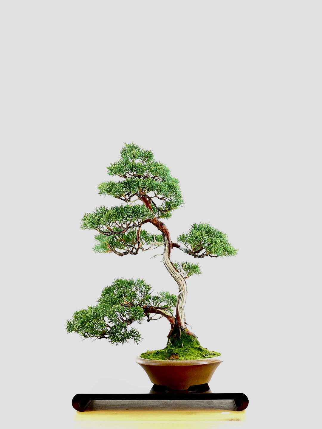 Genévrier de Chine (Juniperus Chinensis) variété Sargentii