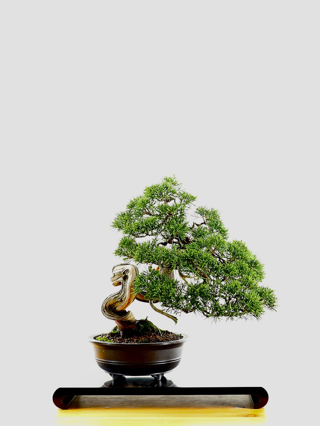 Genévrier de Chine (Juniperus Chinensis) variété Itoigawa