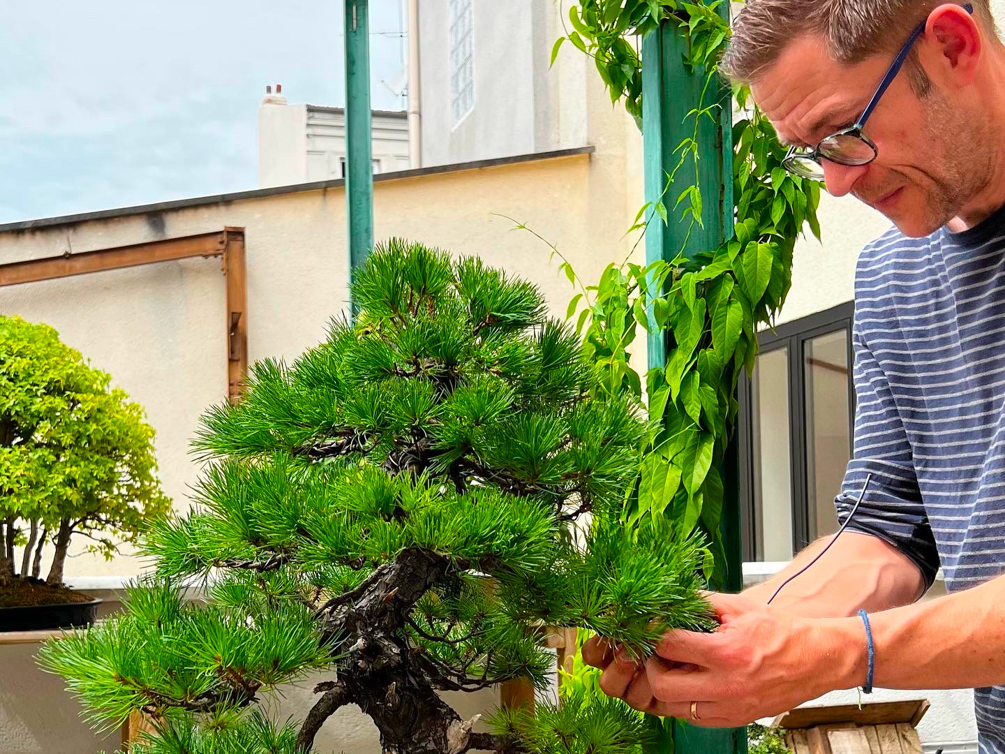 Entretien de bonsaï à domicile